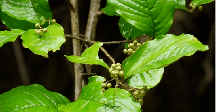 Vidanga ayurvedic herb - a powerful tool against parasites in the intestines