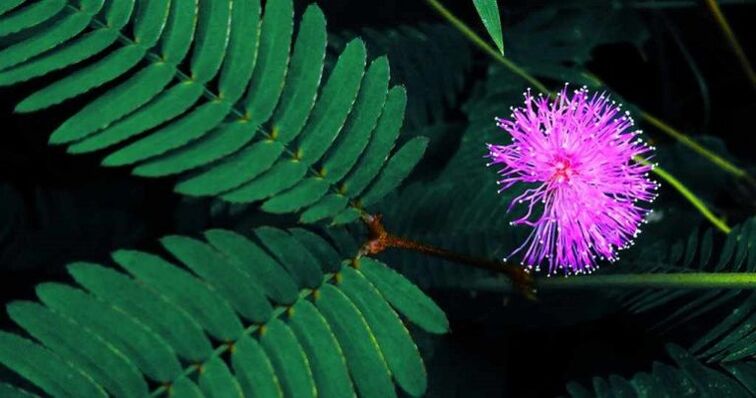 mimosa seeds Pudica help remove parasites from the body