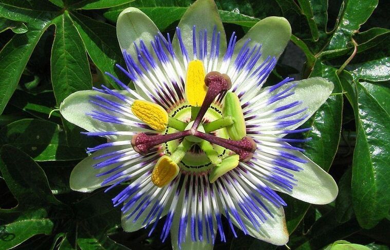 passion fruit flower helps to fight parasites