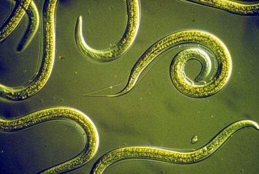 Parasitic nematode worms in the human small intestine