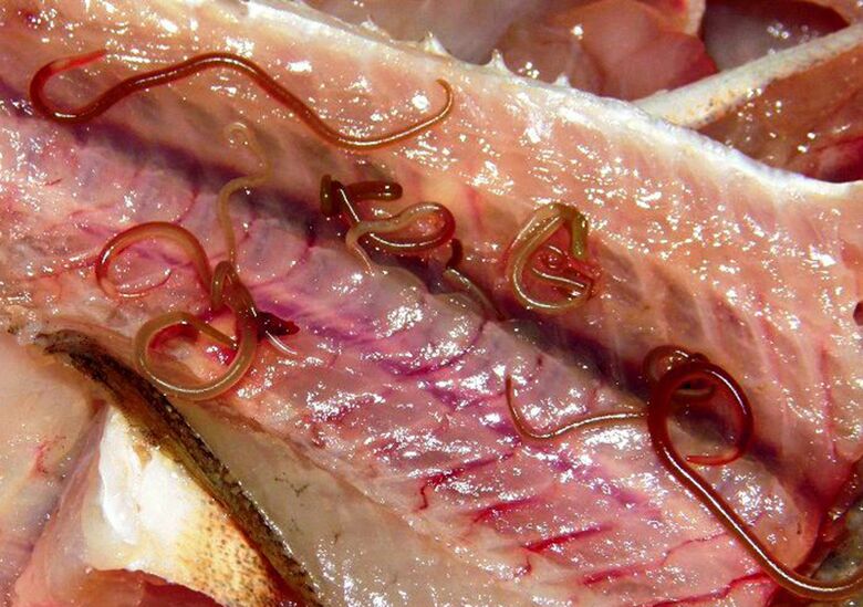 worms in raw fish